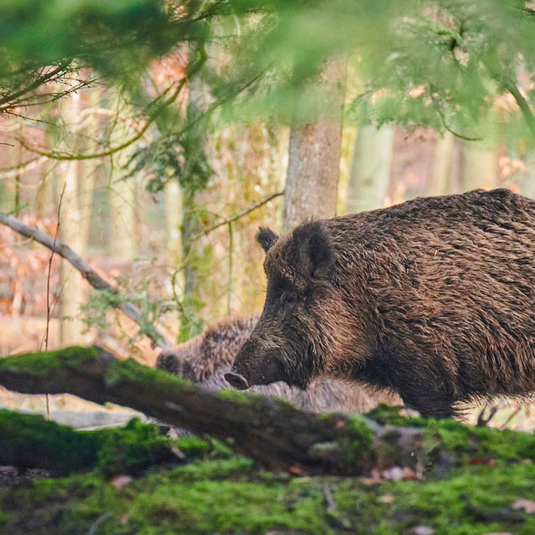 Aujeszkyho choroba pes2